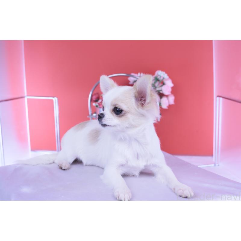 販売中の愛知県のチワワ(ロングコート)-403507の7枚目