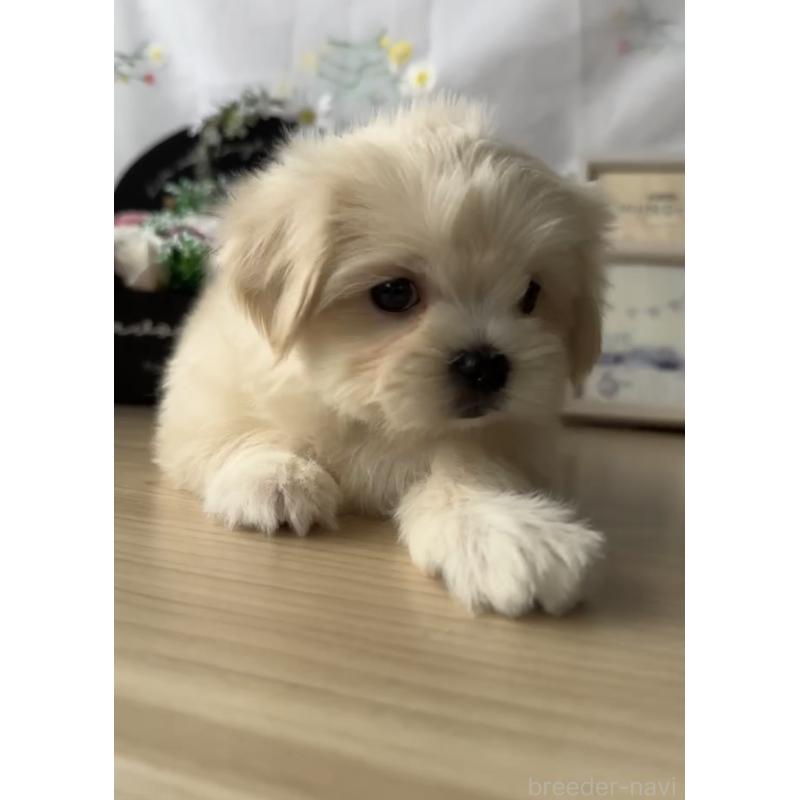 販売中の福岡県のミックス犬-424001の5枚目