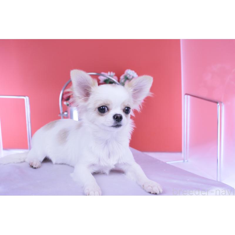 販売中の愛知県のチワワ(ロングコート)-403507の6枚目