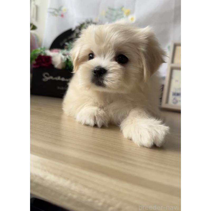 販売中の福岡県のミックス犬-424001の4枚目