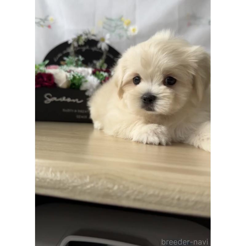 販売中の福岡県のミックス犬-424001の3枚目