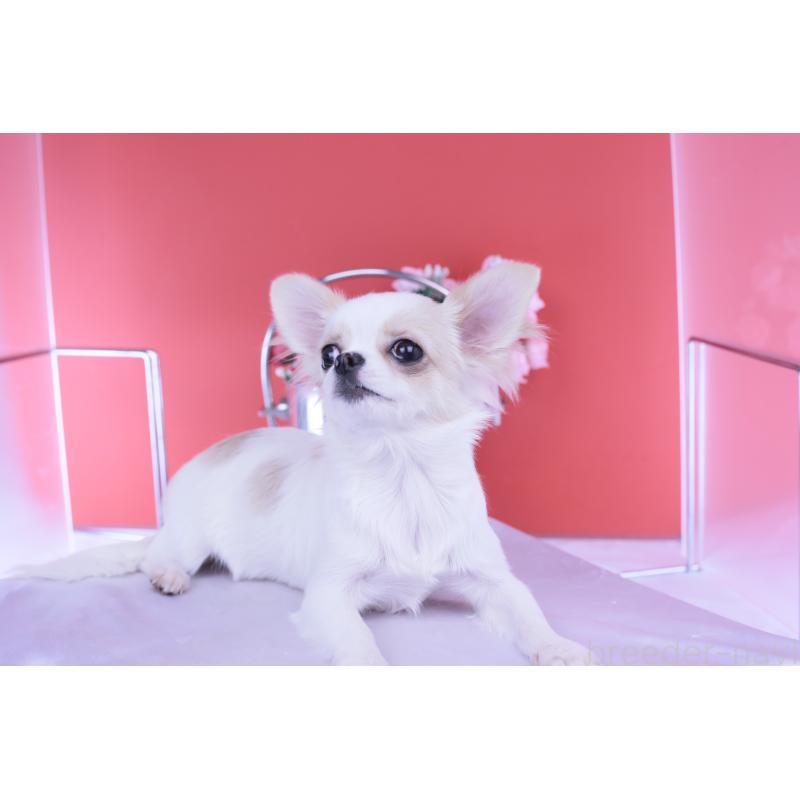 販売中の愛知県のチワワ(ロングコート)-403507の5枚目