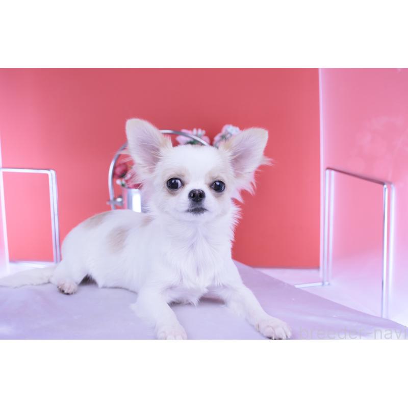 販売中の愛知県のチワワ(ロングコート)-403507の4枚目