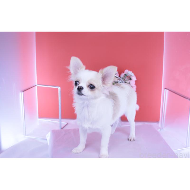 販売中の愛知県のチワワ(ロングコート)-403507の3枚目