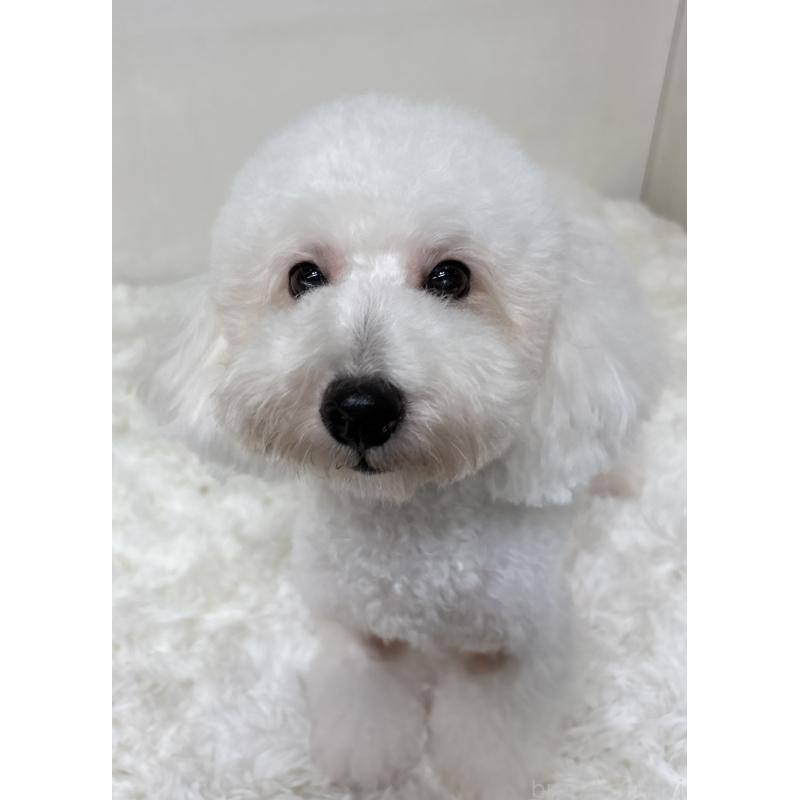 ぱんこちゃん1枚目