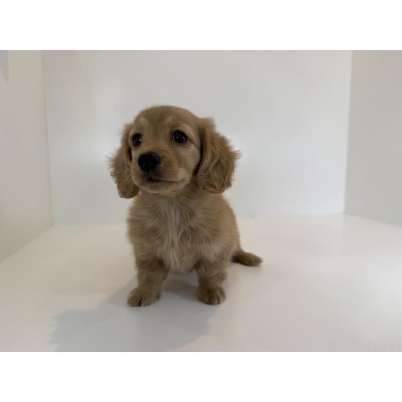 販売中の山口県のミニチュアダックスフンド(ロングヘアード)-428521の3枚目