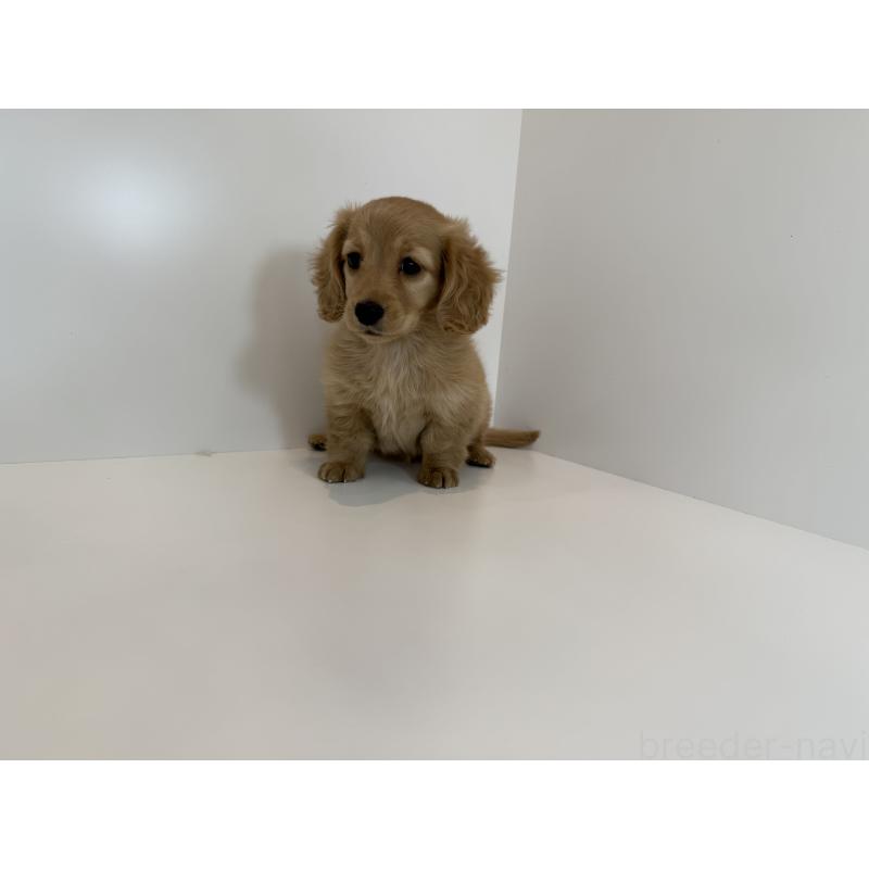 販売中の山口県のミニチュアダックスフンド(ロングヘアード)-428521の2枚目