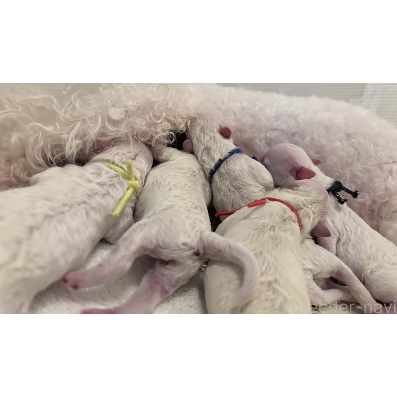 販売中の千葉県のトイプードル-432506の13枚目