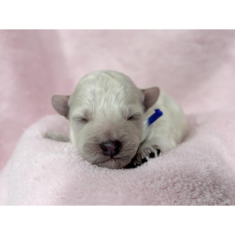 販売中の千葉県のトイプードル-432506の12枚目