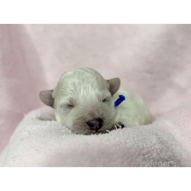 販売中の千葉県のトイプードル-432506の11枚目