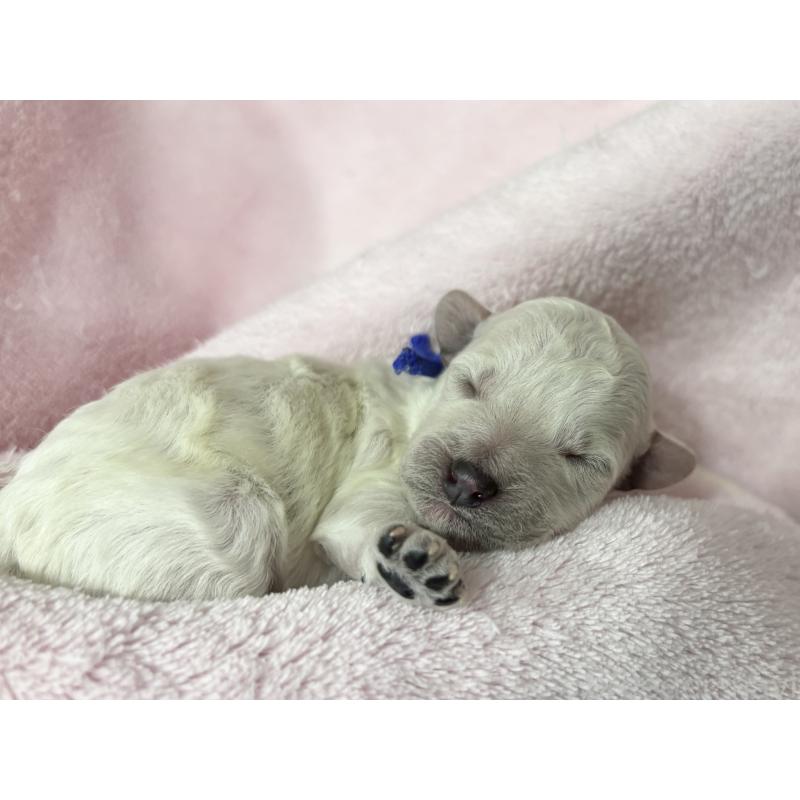 販売中の千葉県のトイプードル-432506の10枚目