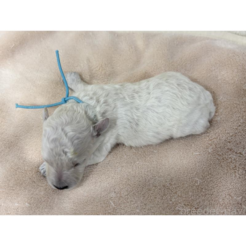 販売中の千葉県のトイプードル-432506の9枚目