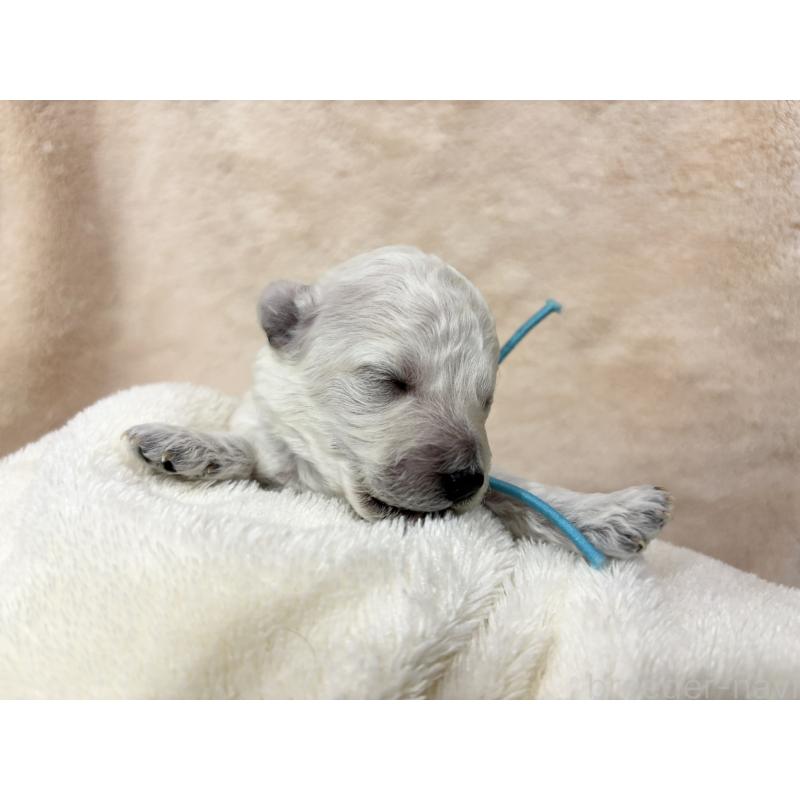 販売中の千葉県のトイプードル-432506の8枚目