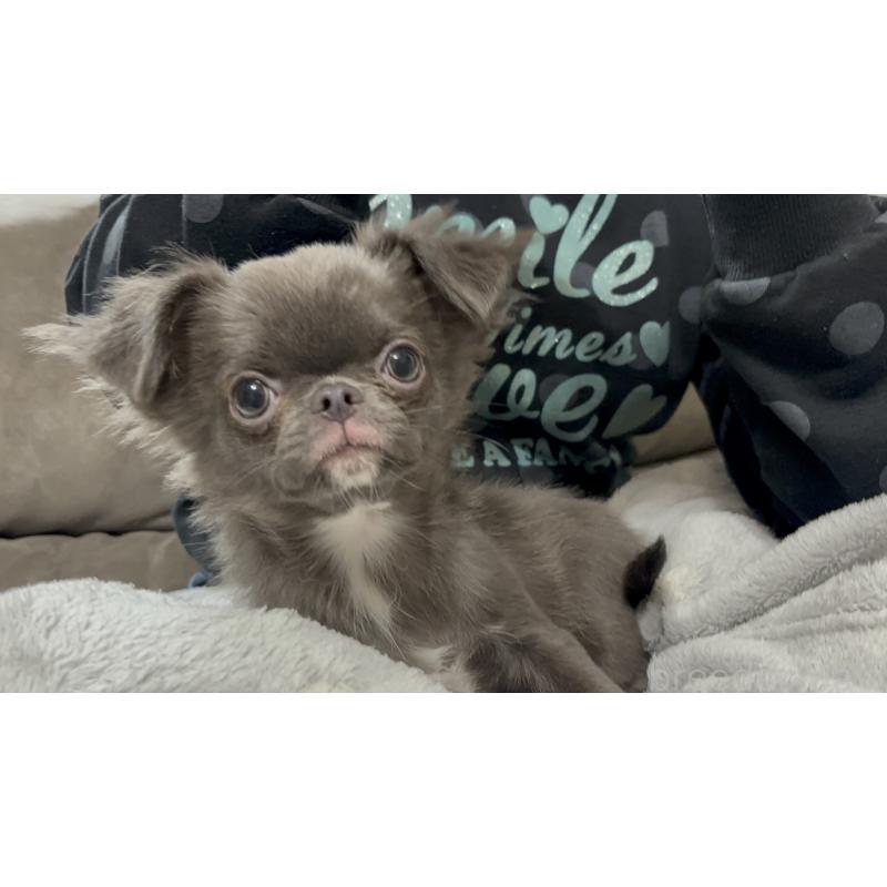 販売中の広島県のチワワ(ロングコート)-412861