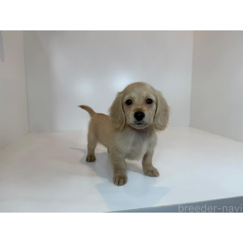 販売中の山口県のミニチュアダックスフンド(ロングヘアード)-428522の2枚目