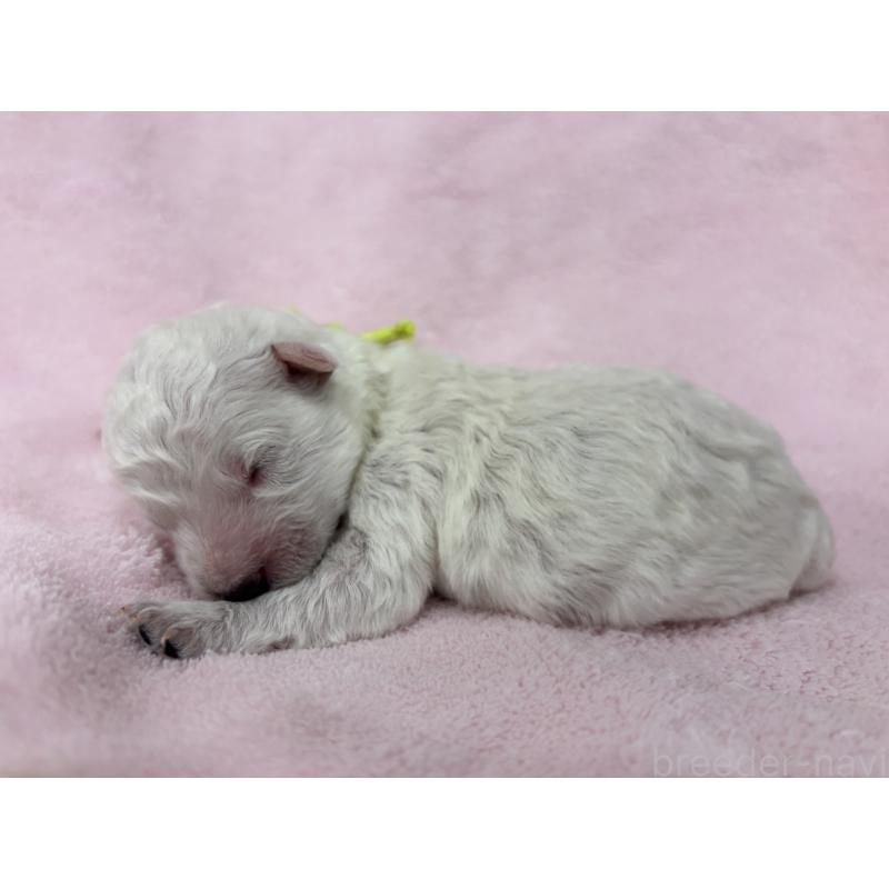 販売中の千葉県のトイプードル-432508の13枚目