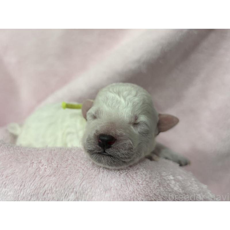 販売中の千葉県のトイプードル-432508の12枚目