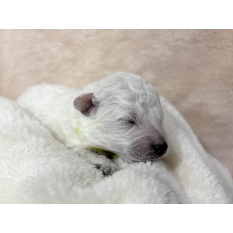 販売中の千葉県のトイプードル-432508の11枚目