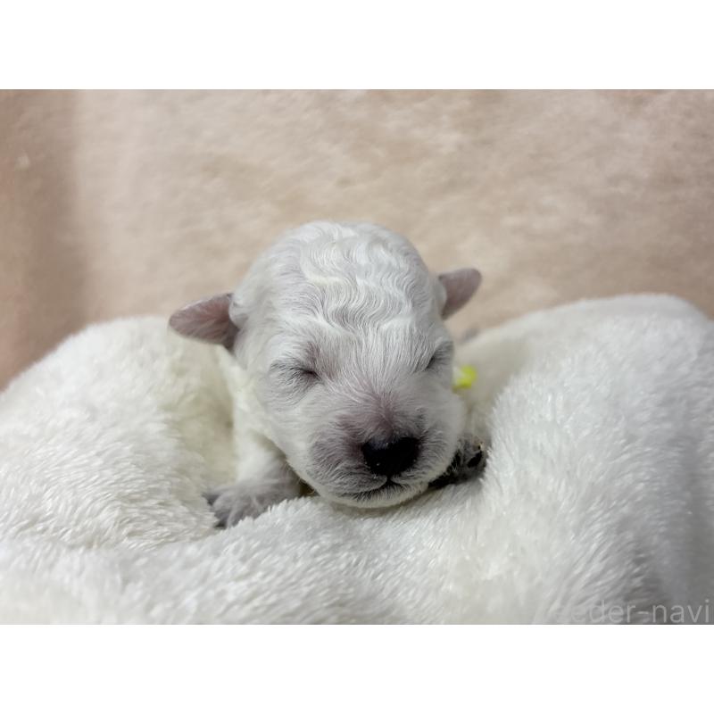 販売中の千葉県のトイプードル-432508の10枚目