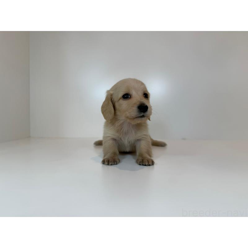 販売中の山口県のミニチュアダックスフンド(ロングヘアード)-428523の3枚目