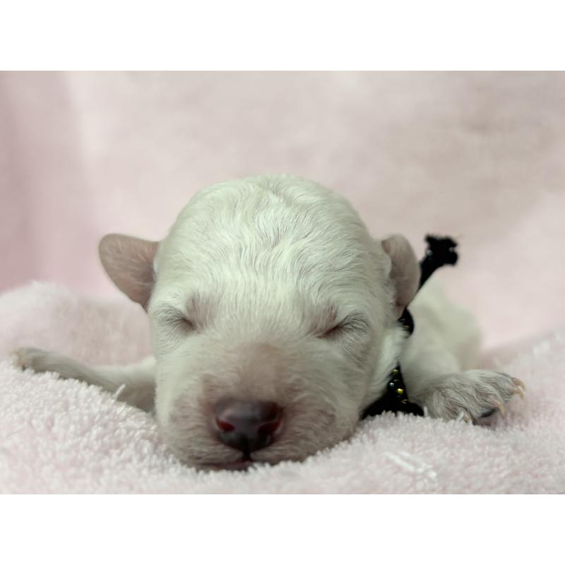 販売中の千葉県のトイプードル-432511の13枚目