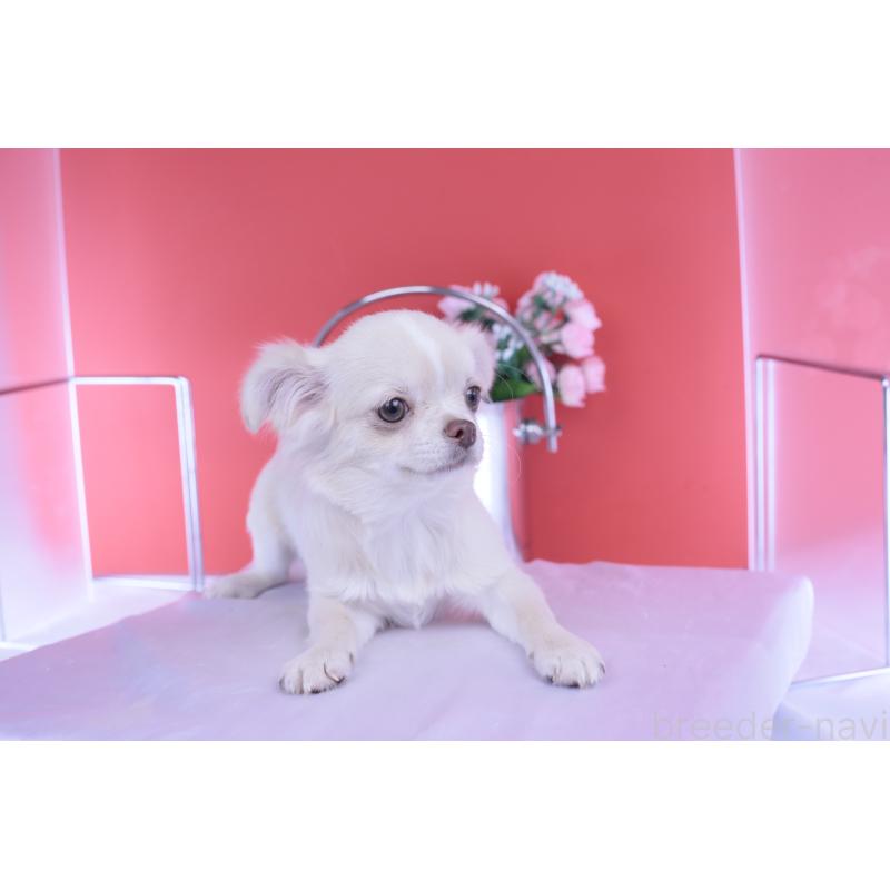 販売中の愛知県のチワワ(ロングコート)-406273の15枚目