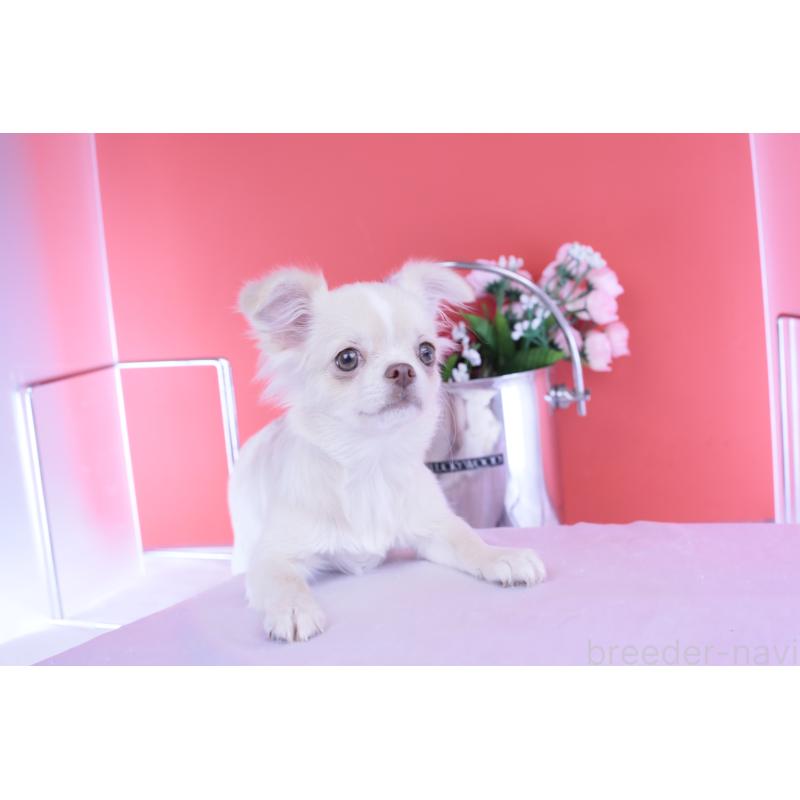 販売中の愛知県のチワワ(ロングコート)-406273の13枚目