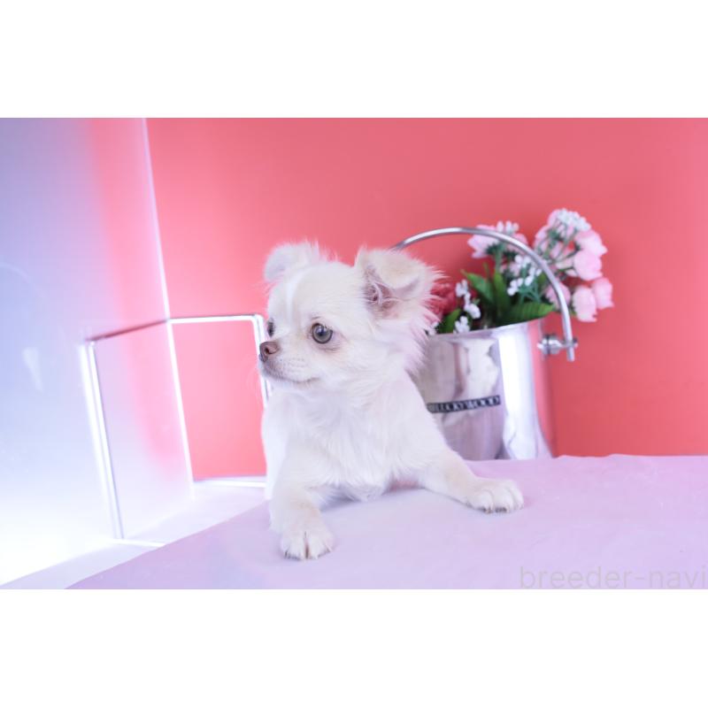 販売中の愛知県のチワワ(ロングコート)-406273の12枚目