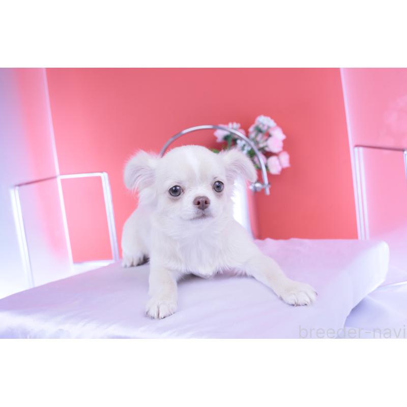 販売中の愛知県のチワワ(ロングコート)-406273の11枚目