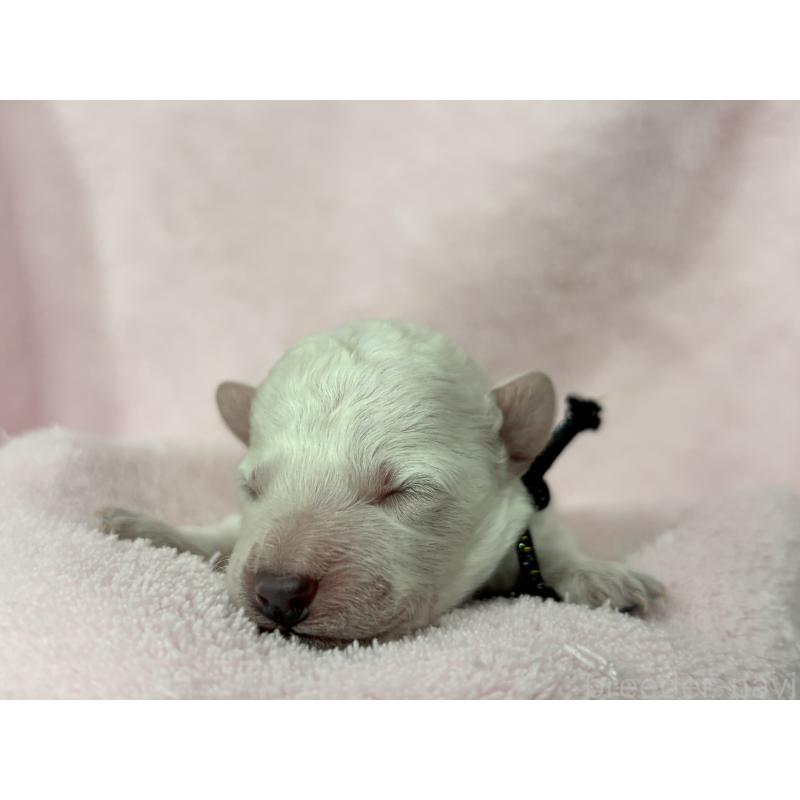 販売中の千葉県のトイプードル-432511の11枚目