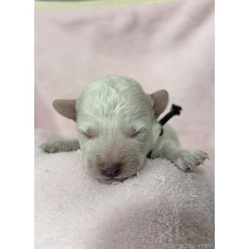 販売中の千葉県のトイプードル-432511の10枚目