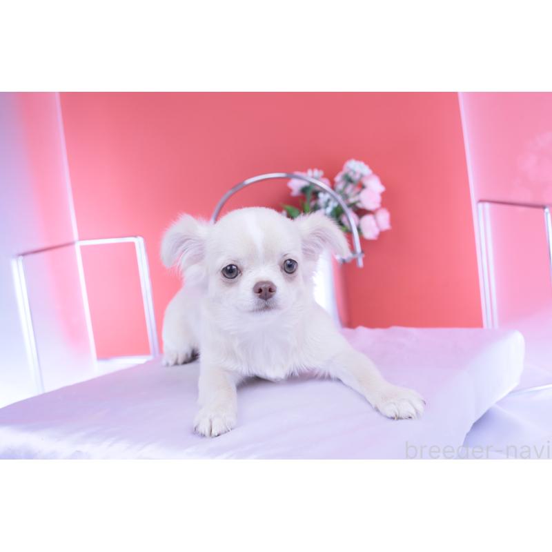 販売中の愛知県のチワワ(ロングコート)-406273の10枚目