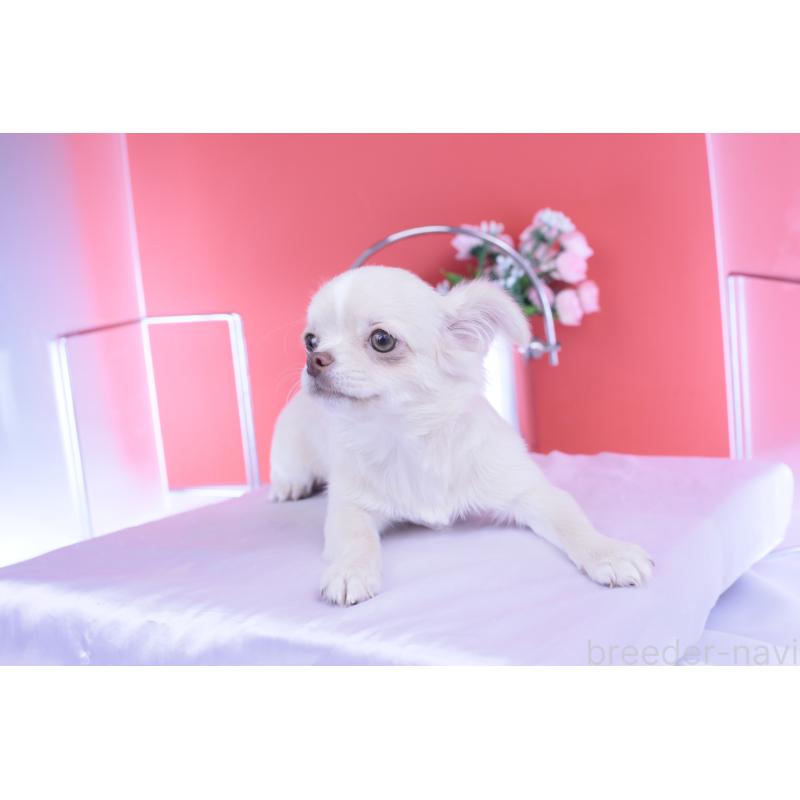 販売中の愛知県のチワワ(ロングコート)-406273の9枚目