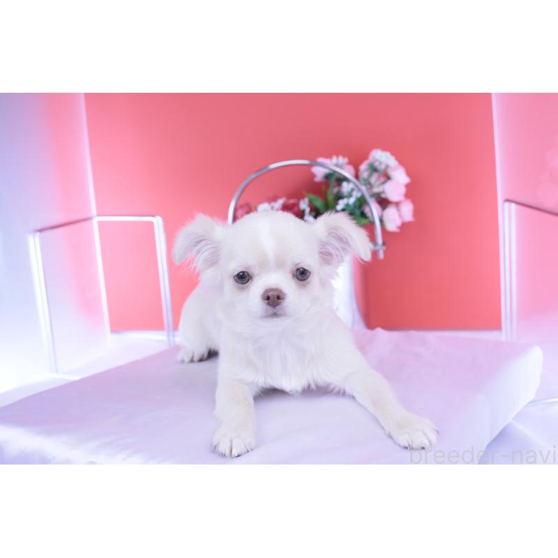 販売中の愛知県のチワワ(ロングコート)-406273の8枚目