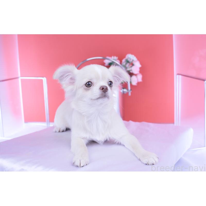 販売中の愛知県のチワワ(ロングコート)-406273の7枚目