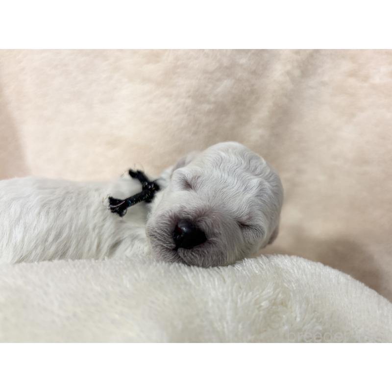 販売中の千葉県のトイプードル-432511の9枚目