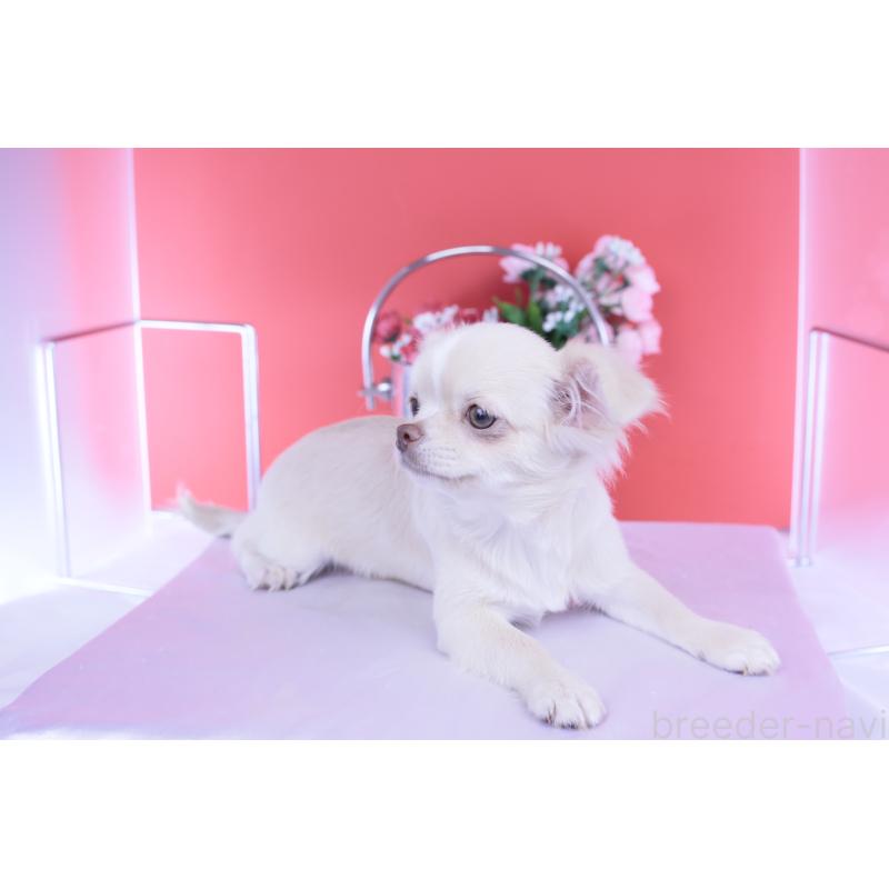 販売中の愛知県のチワワ(ロングコート)-406273の4枚目