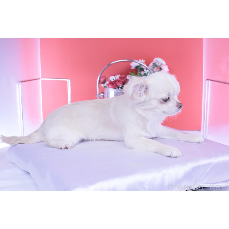 販売中の愛知県のチワワ(ロングコート)-406273の3枚目