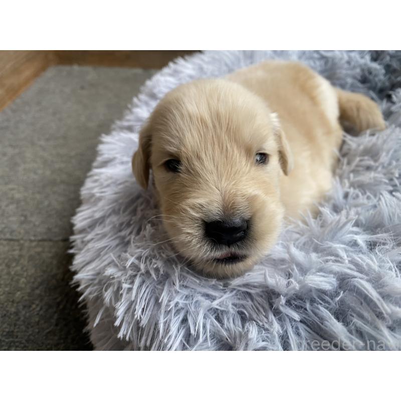 販売中の静岡県のゴールデンレトリーバー-428526の6枚目