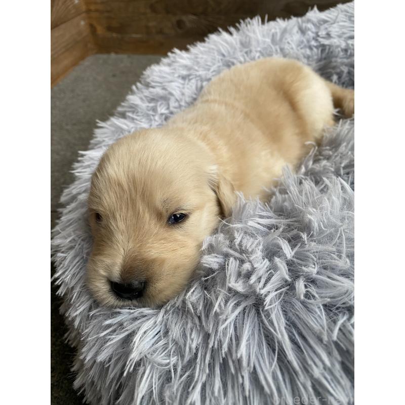 販売中の静岡県のゴールデンレトリーバー-428526の5枚目