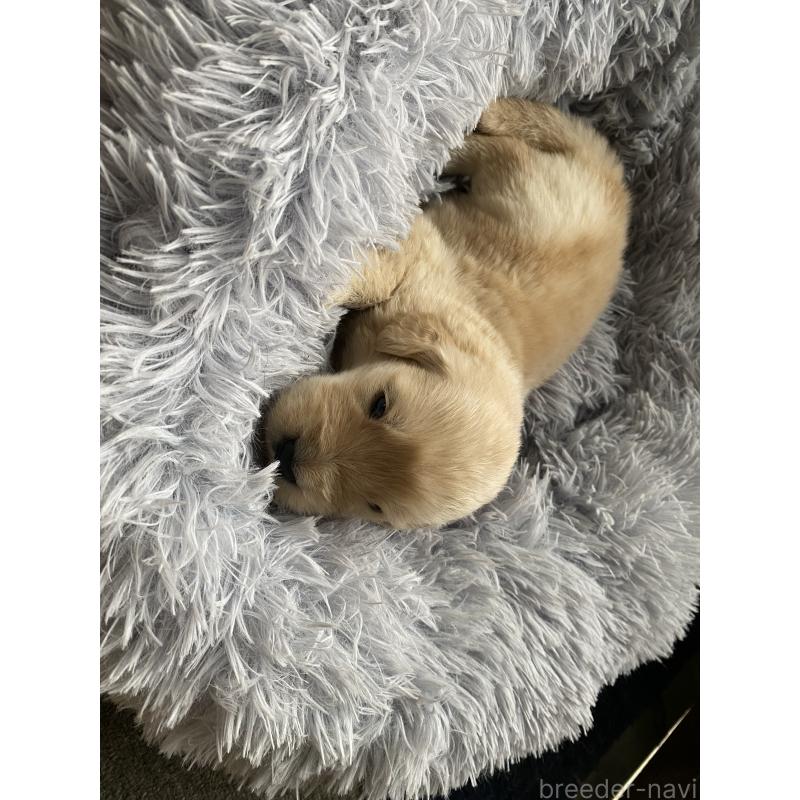 販売中の静岡県のゴールデンレトリーバー-428526の4枚目