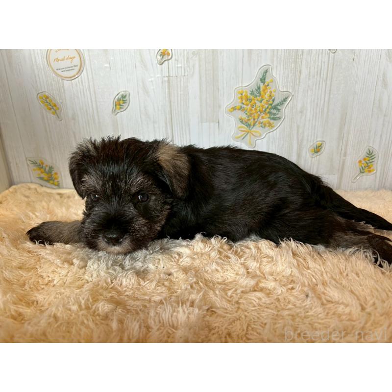 販売中の群馬県のミニチュアシュナウザー-428524の4枚目