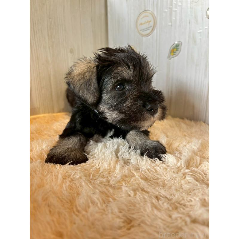 販売中の群馬県のミニチュアシュナウザー-428524の3枚目