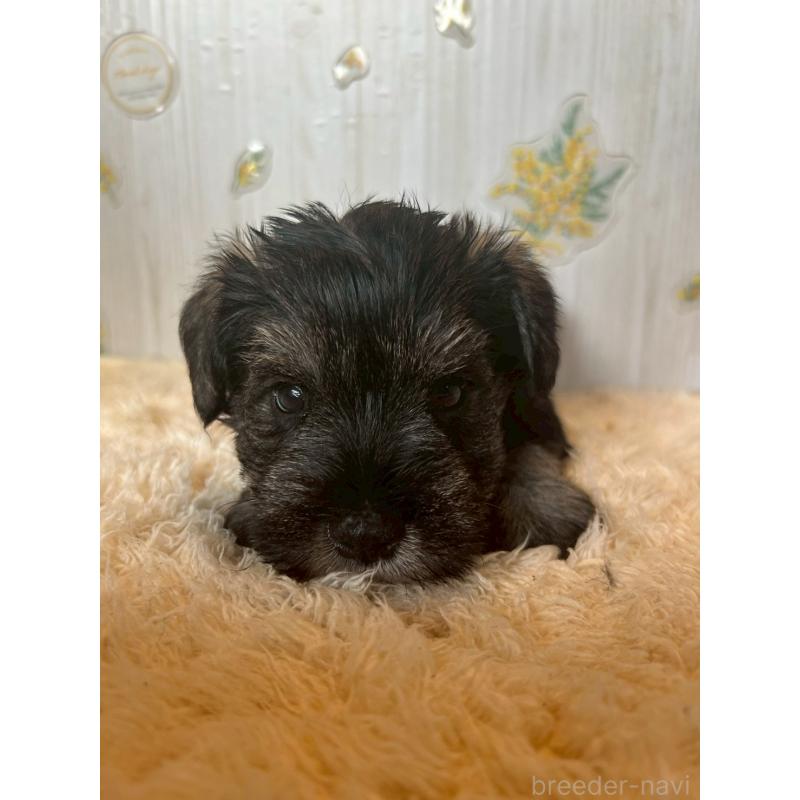 販売中の群馬県のミニチュアシュナウザー-428524の2枚目