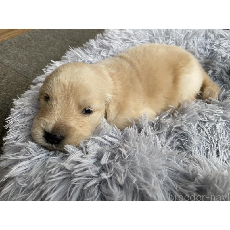 販売中の静岡県のゴールデンレトリーバー-428526の2枚目