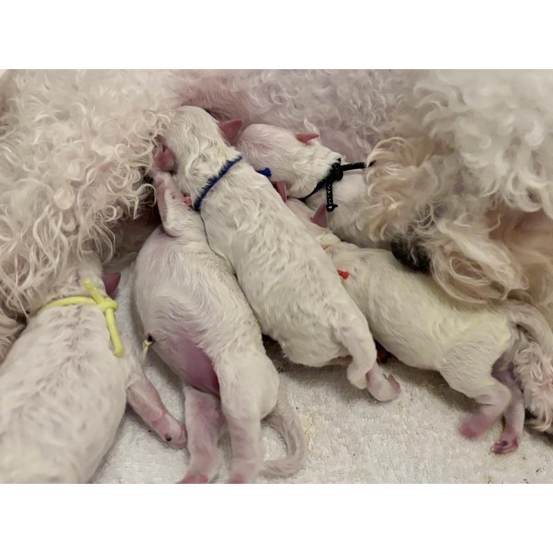 販売中の千葉県のトイプードル-432513の15枚目