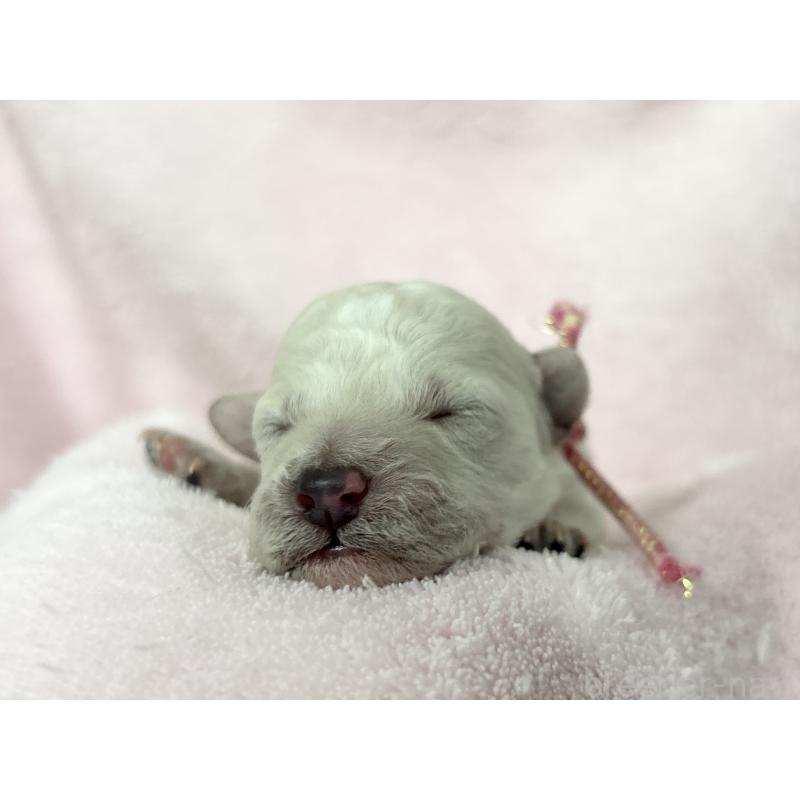 販売中の千葉県のトイプードル-432513の14枚目