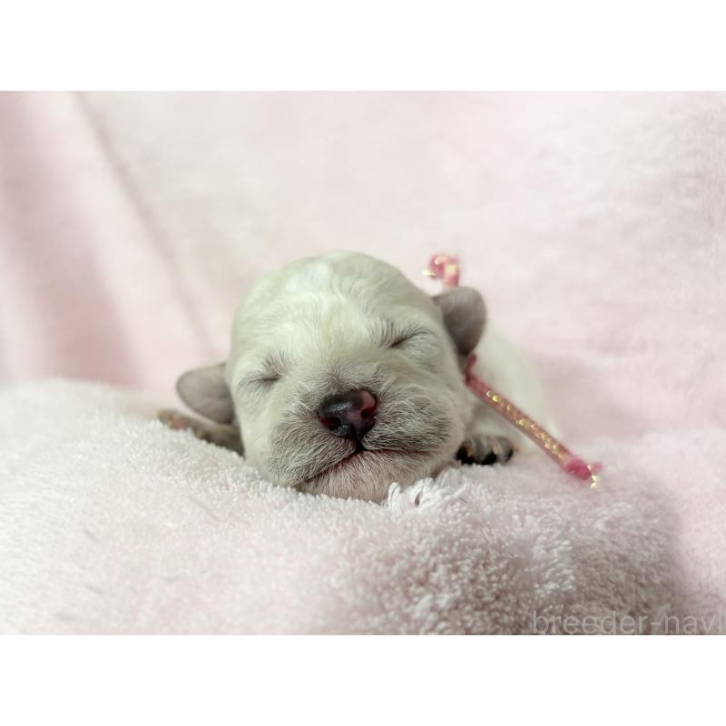 販売中の千葉県のトイプードル-432513の13枚目