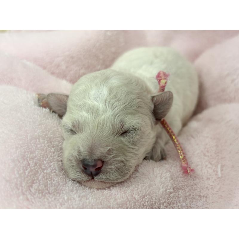 販売中の千葉県のトイプードル-432513の12枚目