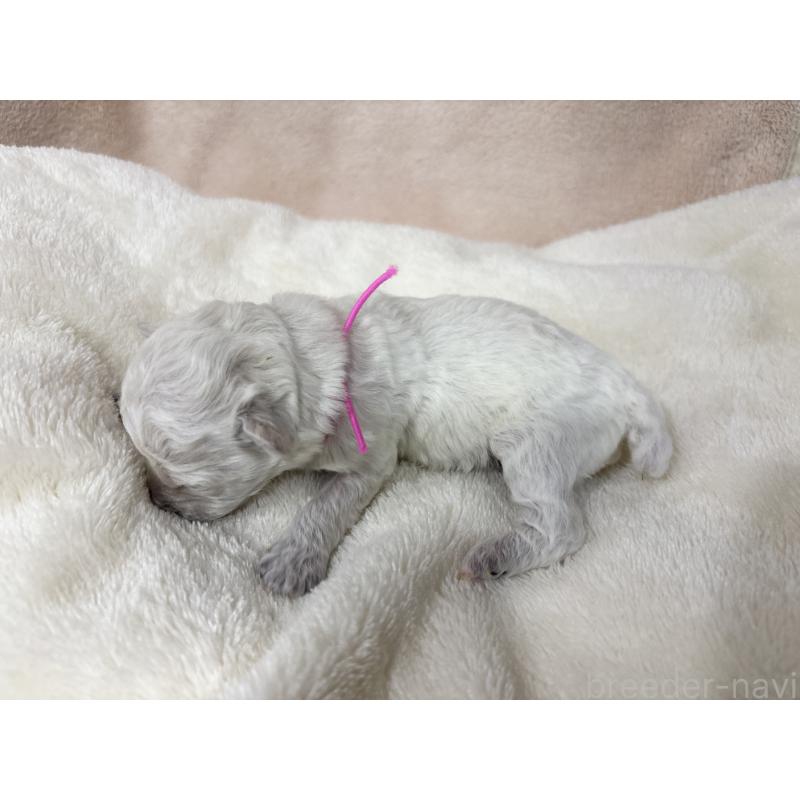 販売中の千葉県のトイプードル-432513の11枚目